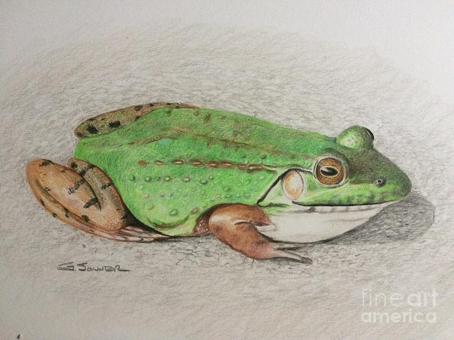 900x675 Bullfrog Drawing - Bullfrog Drawing