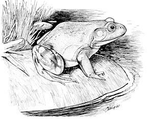 Bullfrog Drawing at PaintingValley.com | Explore collection of Bullfrog ...