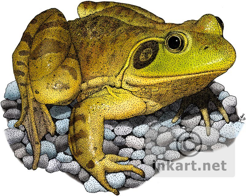 800x639 Full Color Illustration Of An American Bullfrog - Bullfrog Drawing