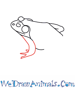 300x350 How To Draw An American Bullfrog - Bullfrog Drawing