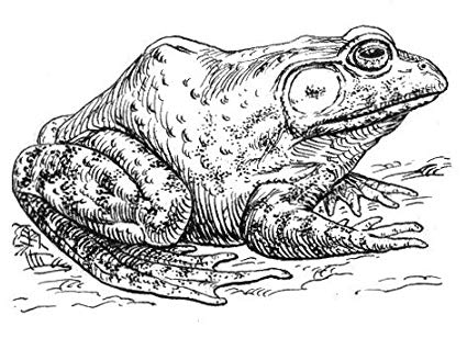 Bullfrog Drawing at PaintingValley.com | Explore collection of Bullfrog ...