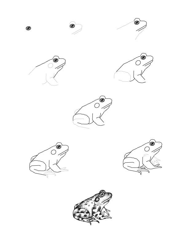612x792 Raccoons Drawing Sketches How To Draw A Bullfrog Drawing - Bullfrog Drawing
