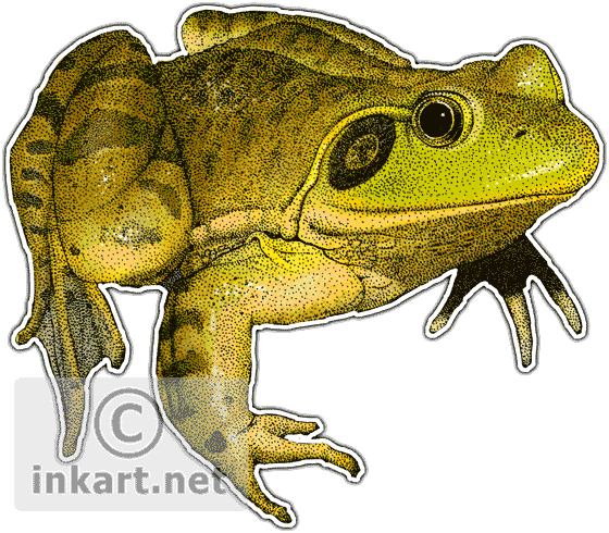 560x490 wildlife art frogs - Bullfrog Drawing