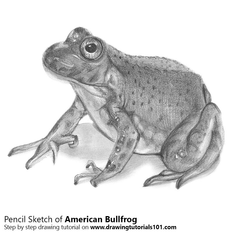 800x800 An American Bullfrog Pencil Drawing - Bullfrog Drawing