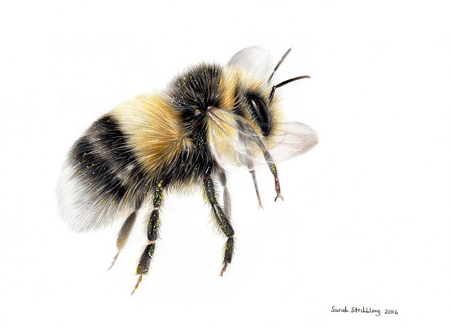 900x653 bumble bee drawing - Bumble Bee Drawing