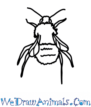 300x350 How To Draw A Carder Bumblebee - Bumble Bee Drawing