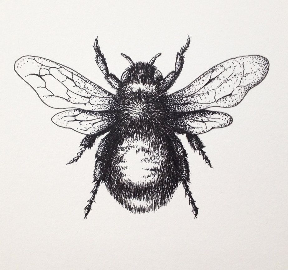 924x864 Bee Drawing Images Bumblebee Drawing - Bumble Bee Drawing