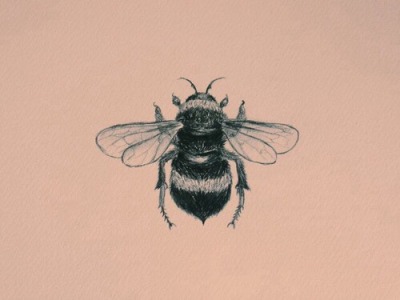 400x300 bumble bee drawing tumblr - Bumble Bee Drawing