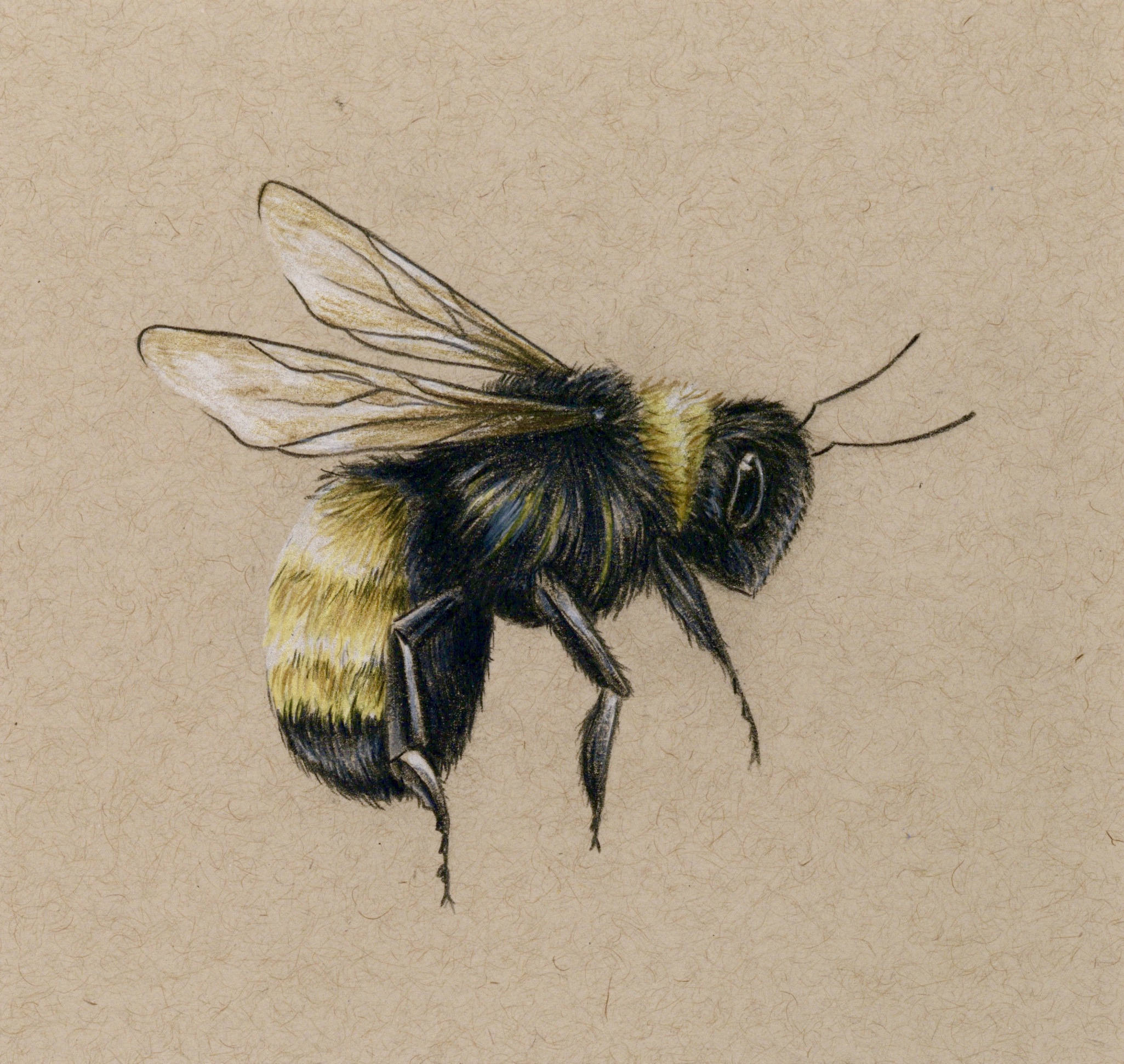 Creative Honey Bee Drawing Sketch for Kids