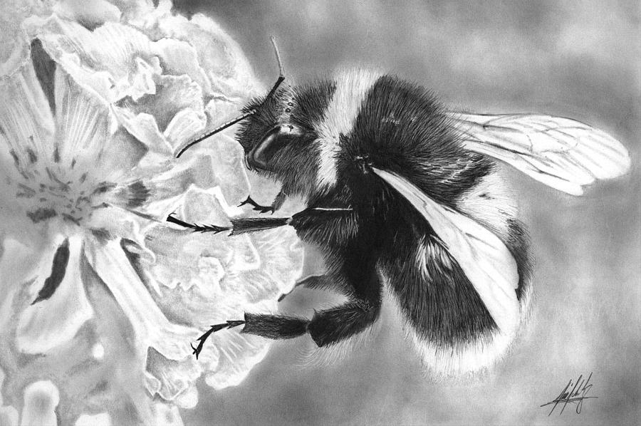 900x598 bumble bee drawing drawing - Bumble Bee Drawing Pictures