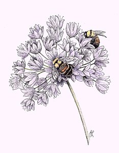 233x300 bumble bee drawings fine art america - Bumble Bee Drawing Pictures