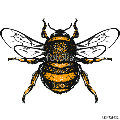 500x500 Bumblebee Hand Drawn Vector Illustration Vector Drawing - Bumble Bee Drawing Pictures