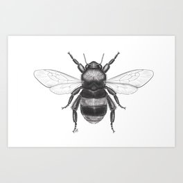 264x264 Bumblebee Art Prints - Bumble Bee Drawing Pictures