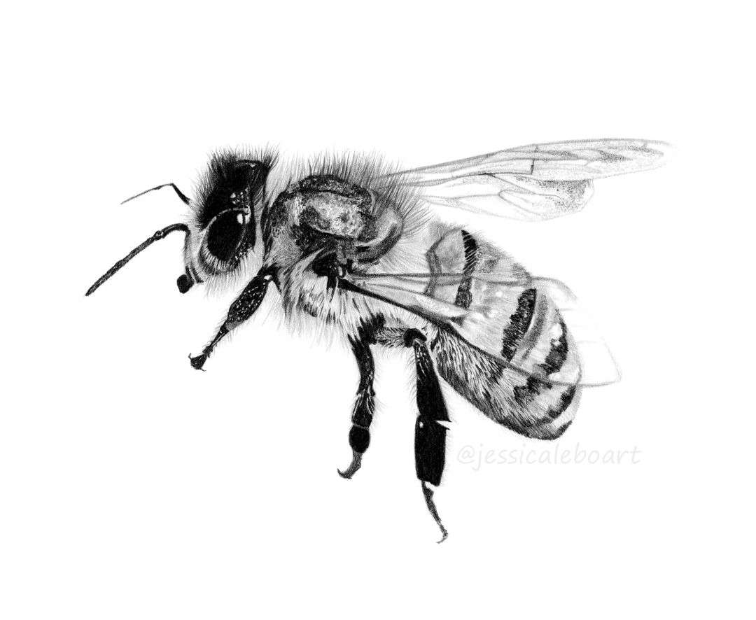 1080x886 cheap bumble bee drawing helpsite us - Bumble Bee Drawing Pictures