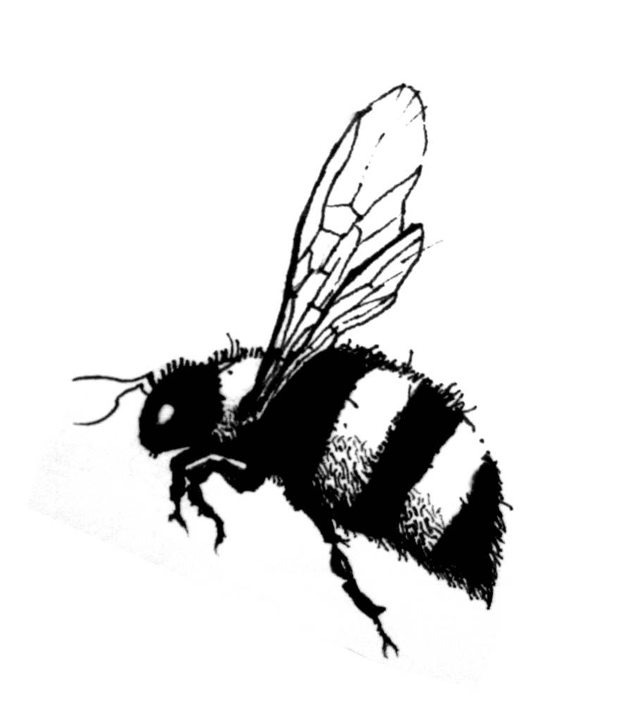 899x1000 dragonfly drawing bumble bee for free download - Bumble Bee Drawing Pictures