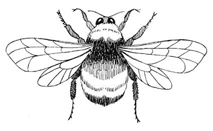 425x262 Inch X Inch Greeting Card Line Drawing Bumblebee - Bumble Bee Drawing Pictures