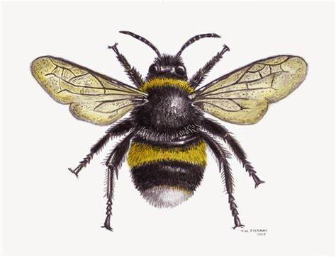 474x363 bumble bee scientific drawing gtgt - Bumble Bee Scientific Drawing