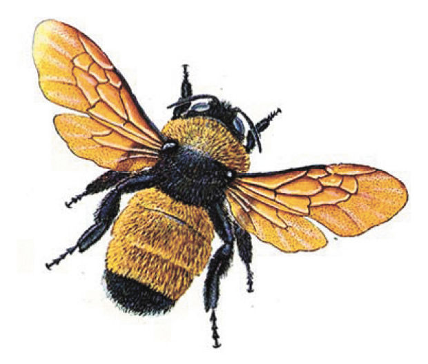620x528 bumble bee scientific drawing - Bumble Bee Scientific Drawing