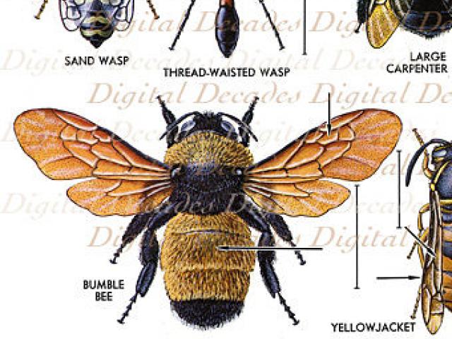 640x480 drawn bees scientific diagram - Bumble Bee Scientific Drawing