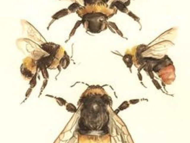 640x480 drawn bumblebee scientific - Bumble Bee Scientific Drawing