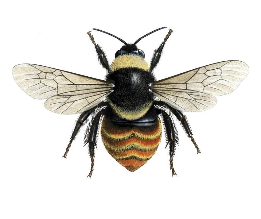 850x714 honey bee scientific drawing - Bumble Bee Scientific Drawing