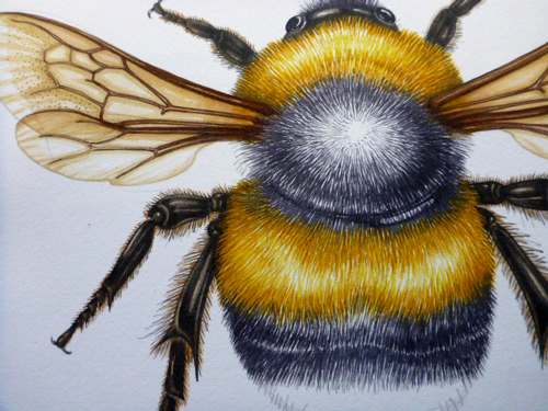 500x375 Illustrating A Bumble Bee - Bumble Bee Scientific Drawing