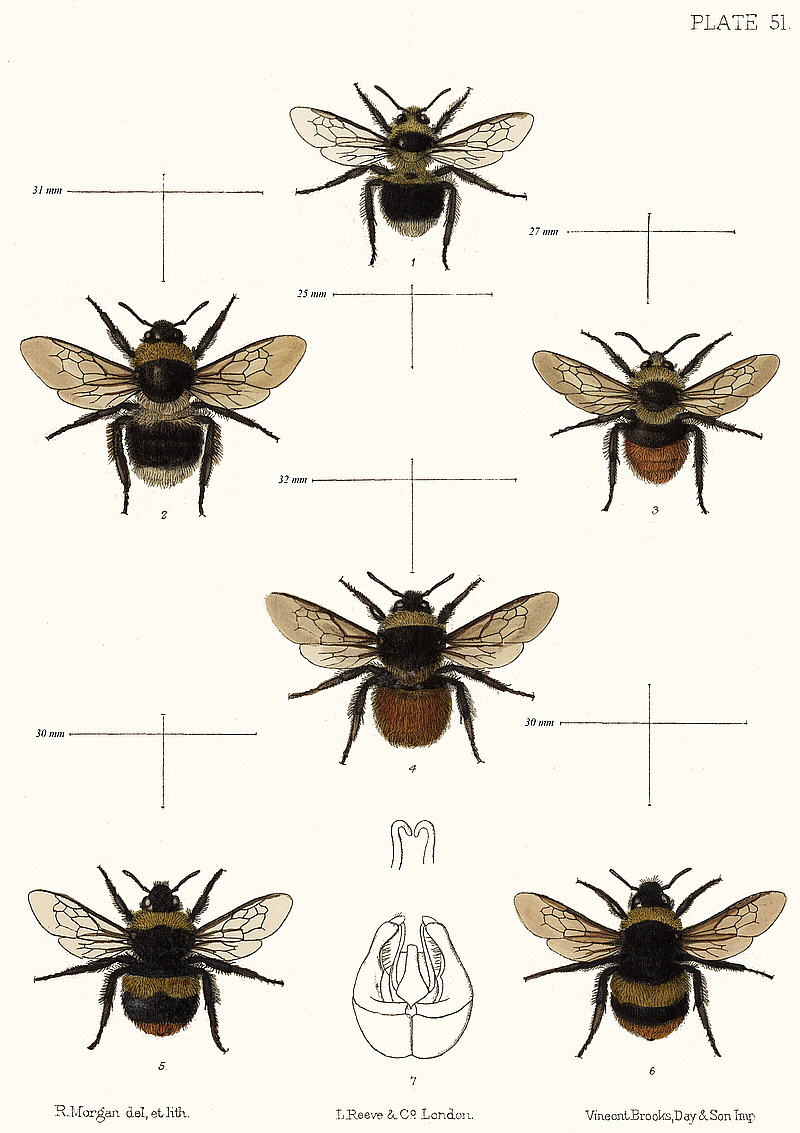 Bumble Bee Scientific Drawing at PaintingValley.com | Explore ...