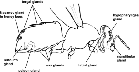 487x254 setup of experiment the two bumble bee nest boxes are connected - Bumble Bee Scientific Drawing