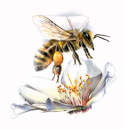 425x441 bees get a buzz from cocaine national geographic society newsroom - Bumble Bee Scientific Drawing