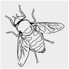 230x230 Bumble Bee Coloring - Bumble Bee Scientific Drawing