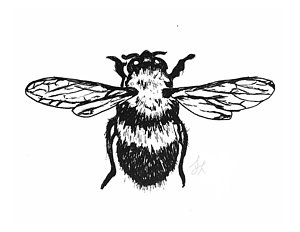 300x232 bumblebee drawings fine art america - Bumblebee Drawing