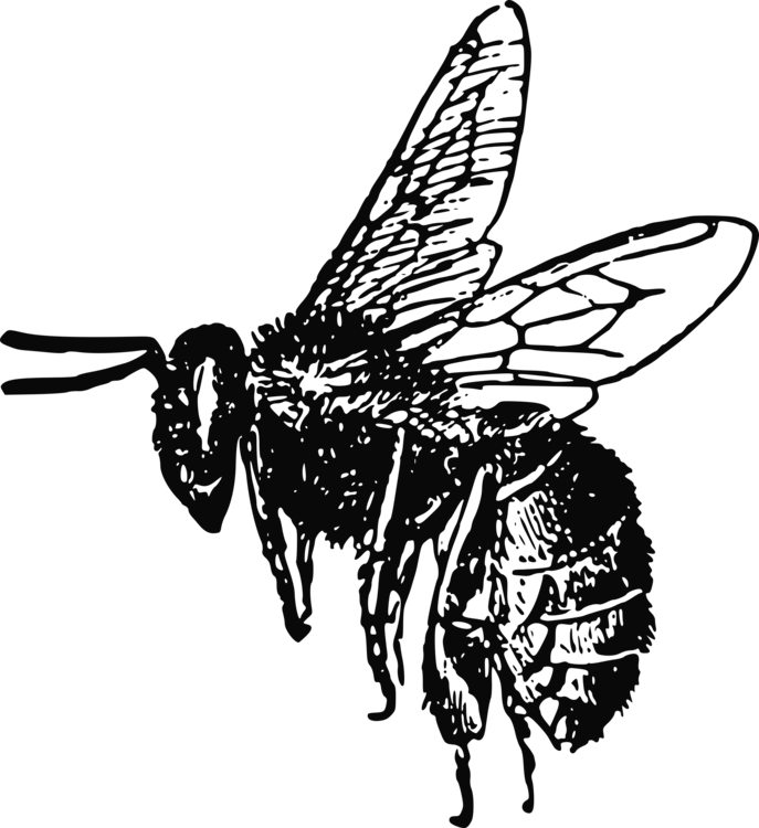 687x750 bumblebee insect drawing honey bee cc0 - Bumblebee Drawing