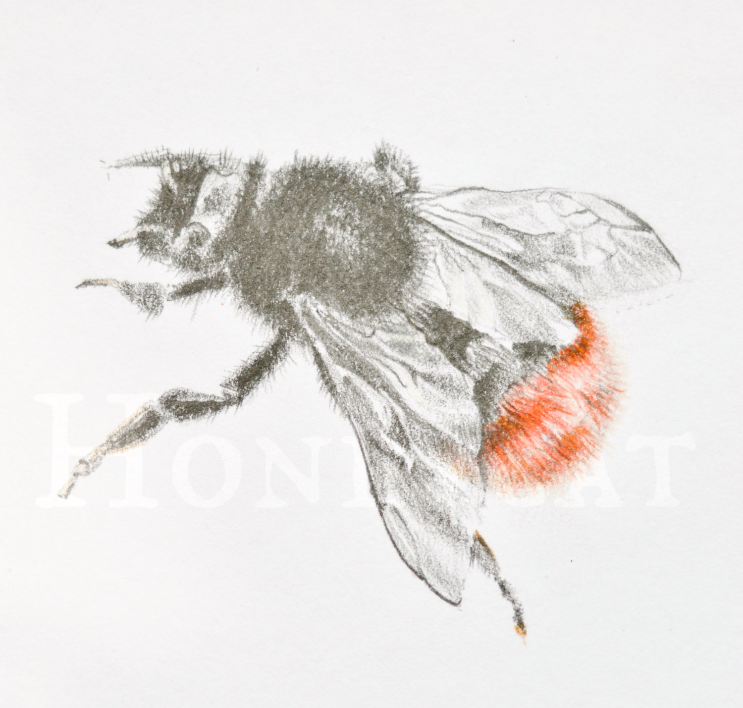 1500x1429 original bumblebee drawing framed etsy - Bumblebee Drawing