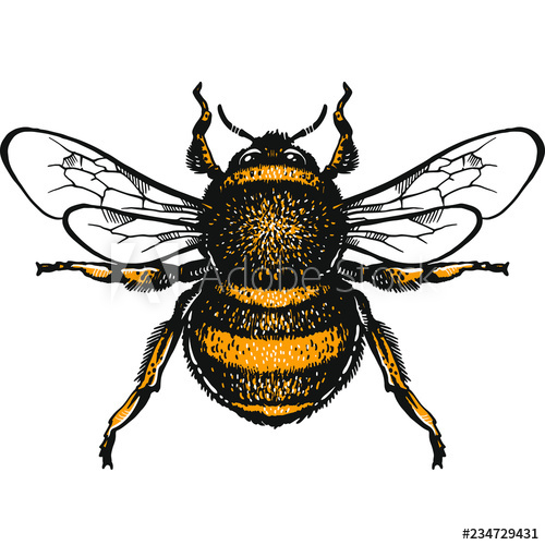 Bumblebee Insect Drawing at Explore collection of