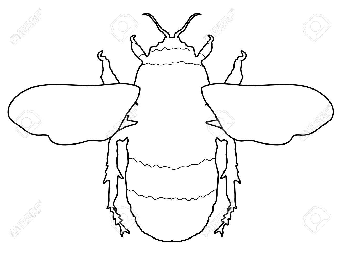 1300x974 Bumblebee Insect Drawing Outline - Bumblebee Insect Drawing