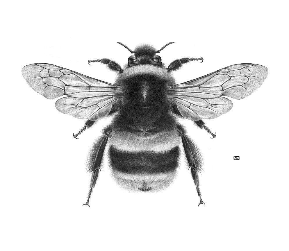 Bumblebee Insect Drawing At Paintingvalley Com Explore