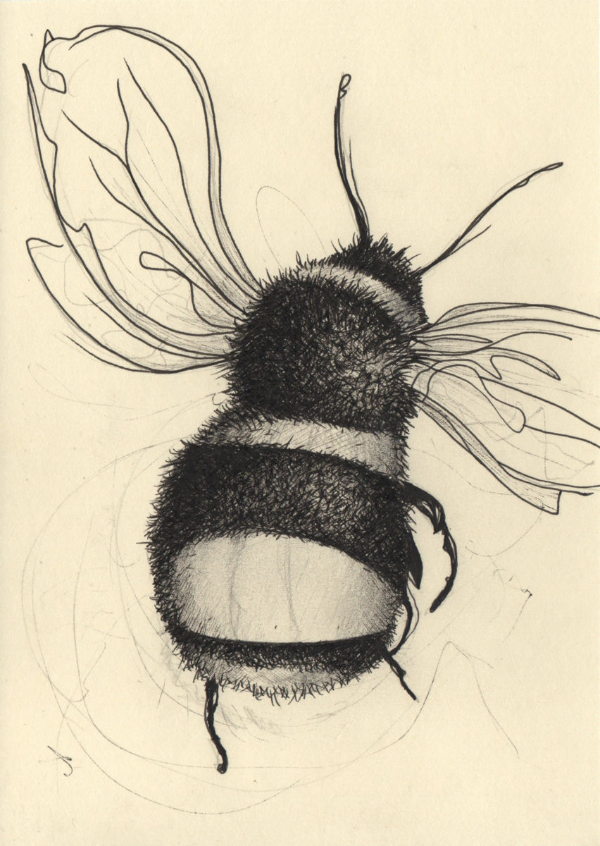 852x1200 dance, bumble bee, dance drawing - Bumblebee Insect Drawing