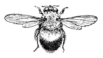 356x200 to fly or not to fly the infamous tale of bumblebees bio aerial - Bumblebee Insect Drawing