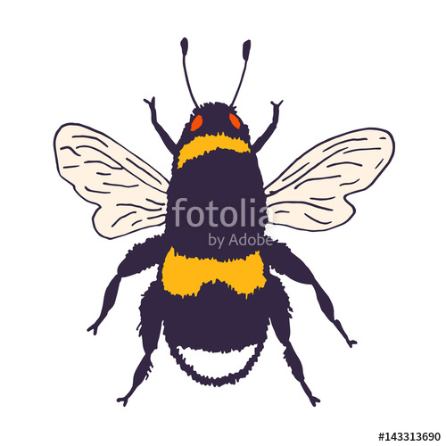 500x500 Vector Bee Illustration Hand Drawn Ink Sketch With Bumblebee - Bumblebee Insect Drawing