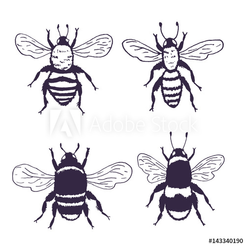 500x500 Vector Bees Set Illustration Hand Drawn Ink Sketch With Bumblebee - Bumblebee Insect Drawing
