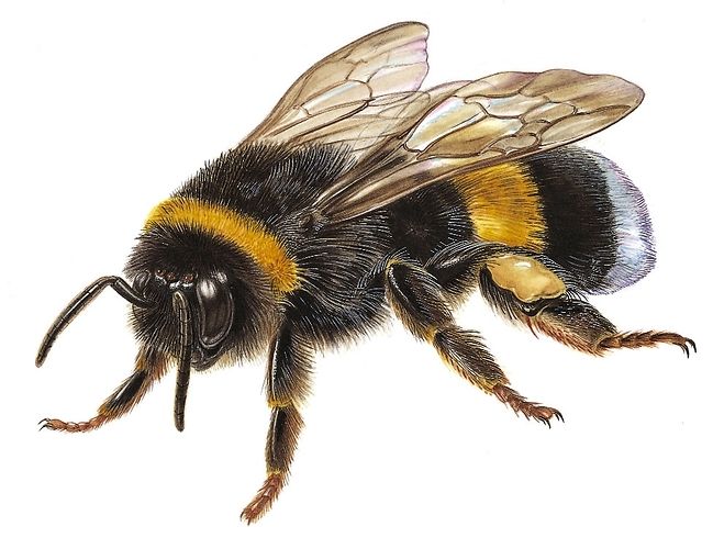 649x500 Bumblebee Insect - Bumblebee Insect Drawing