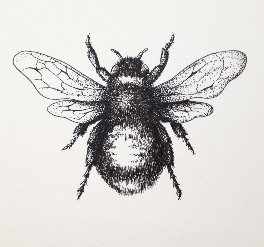 Bumblebee Line Drawing at Explore collection of
