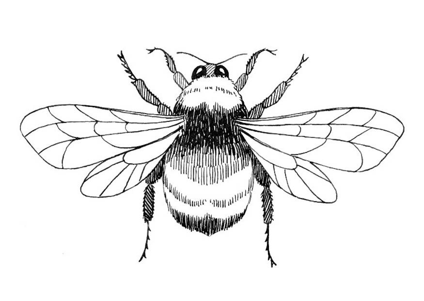 875x620 Bumble Bee Outline Free Download Clip Art Free Clip Art - Bumblebee Line Drawing