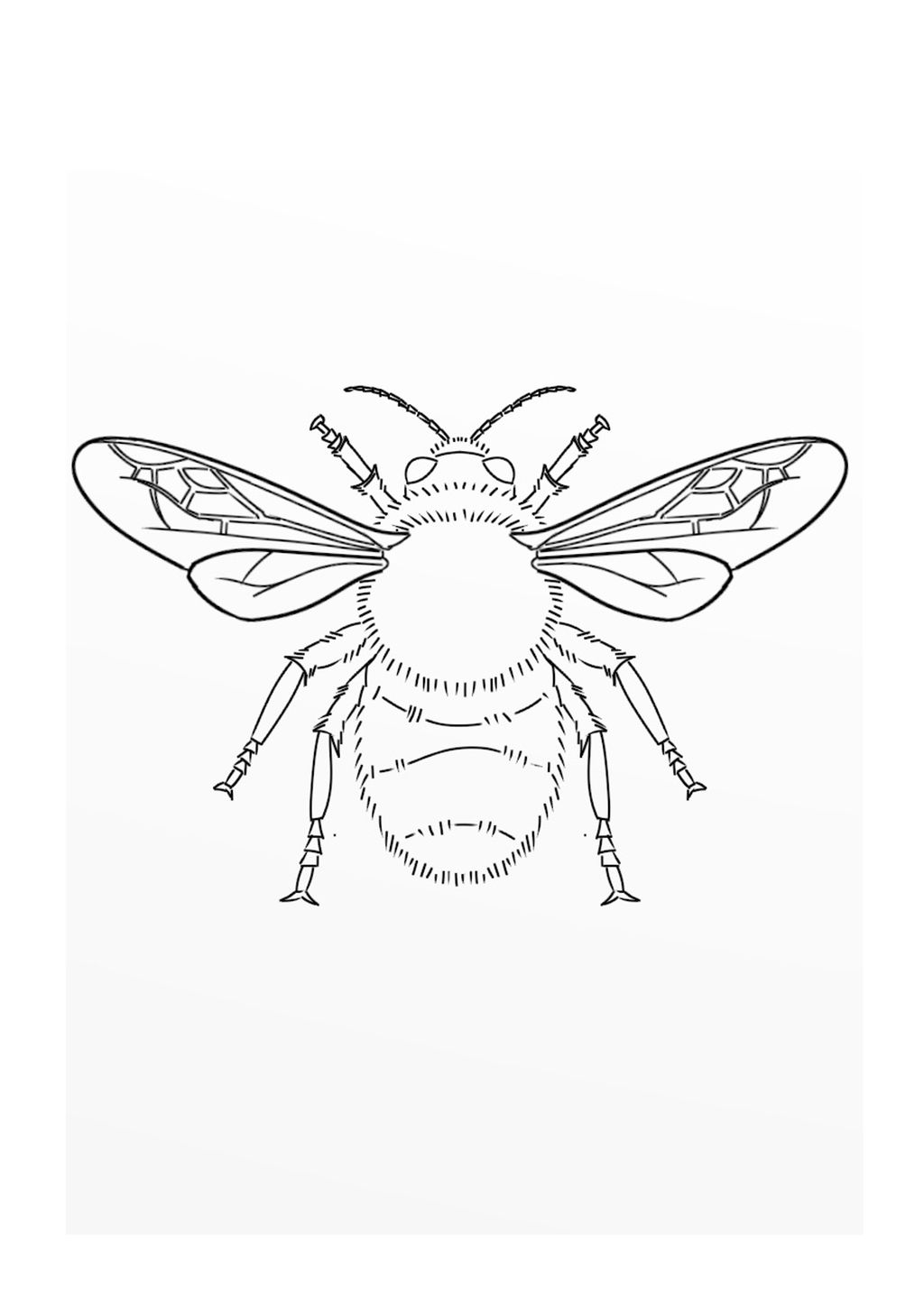 1024x1449 bumblebee line art - Bumblebee Line Drawing