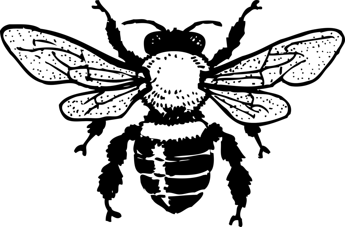 1141x750 honey bee bumblebee art drone cc0 - Bumblebee Line Drawing