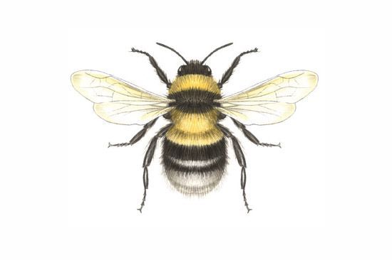 550x366 A Very Cute Little Tiny Bumble Bee Tattoo, This Would Be Good - Bumblebee Line Drawing