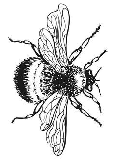 236x332 image result for bumblebee line drawing printables bee drawing - Bumblebee Line Drawing