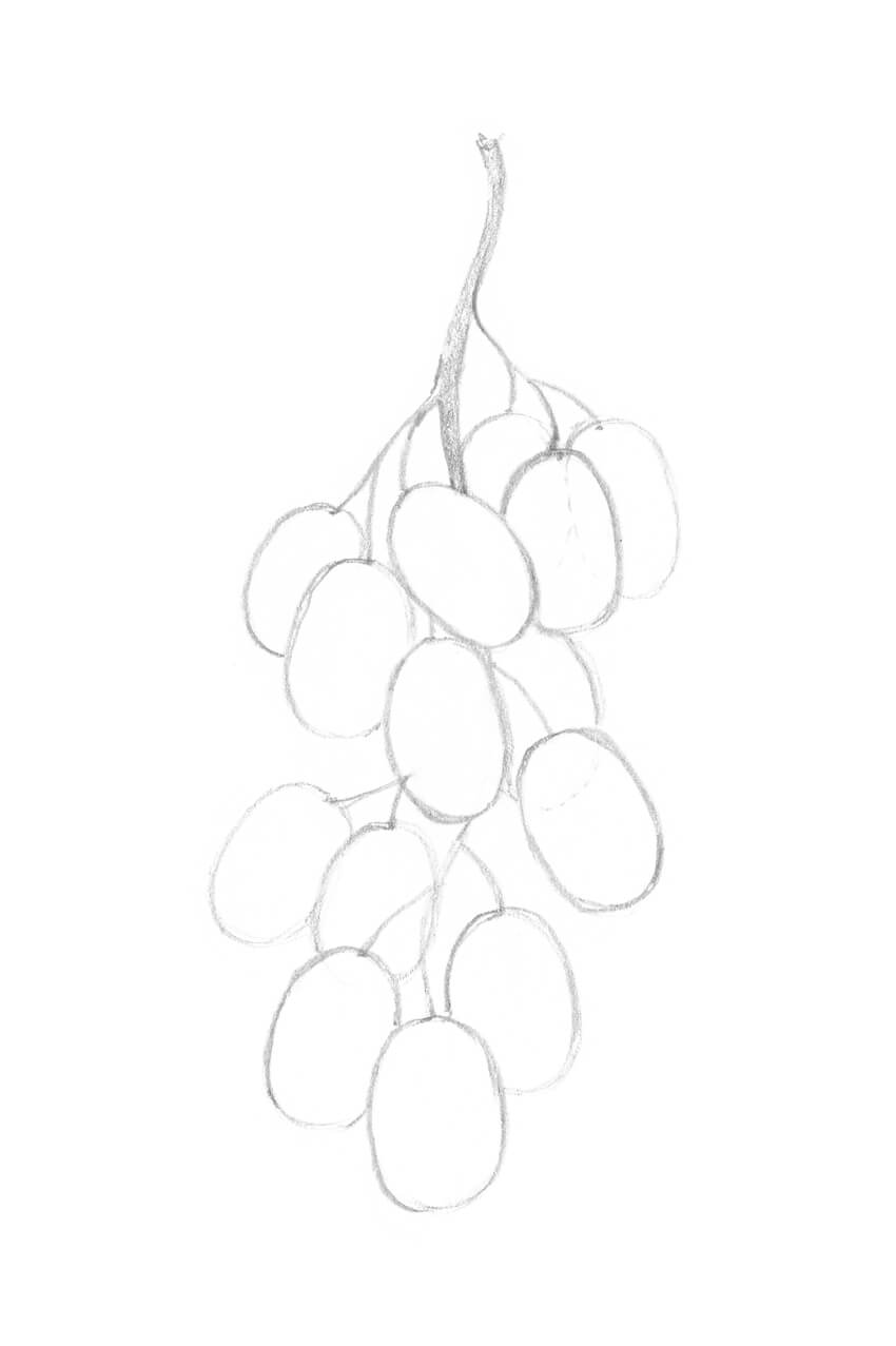 Grape Vine Drawing at PaintingValley.com | Explore collection of Grape ...