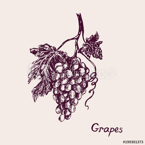 500x500 Bunch Of Grapes With Leaf, Inscription, Hand Drawn Doodle, Drawing - Bunch Of Grapes Drawing