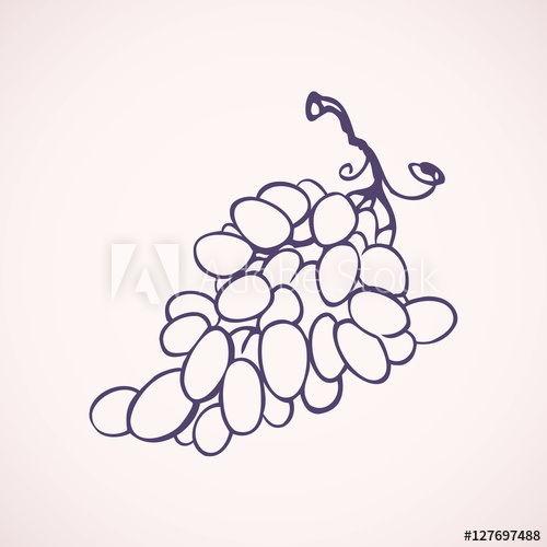 500x500 Bunch Of Grapes Vector Drawing - Bunch Of Grapes Drawing